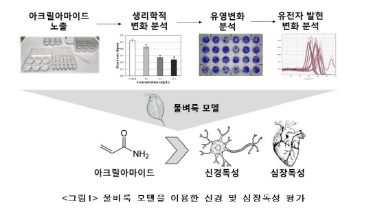 안전성평가연구소(KIT)는 탄수화물을 120도 이상의 온도로 가열했을 때 발생하는 '아크릴아마이드'가 물벼룩 모델에서 신경독성과 심장독성을 초래하는 것을 물벼룩 모델을 통해 확인했다.  KIT 제공